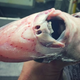 Una extraña criatura de aguas profundas capturada por el pescador Roman Fedorstov (Twitter)